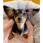 ダックスフンド,動画