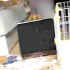 ダックスフンド,動画