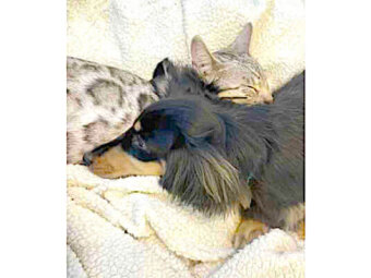 ダックスフンド,動画