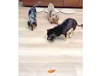 ダックスフンド,動画