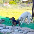 ダックスフンド,動画