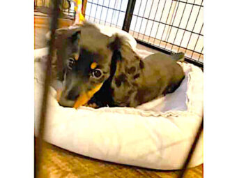 ダックスフンド,動画