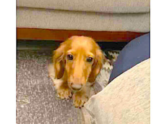 ダックスフンド,動画