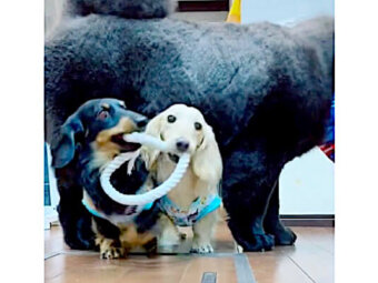 ダックスフンド,動画