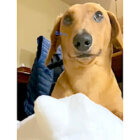 ダックスフンド,動画