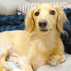 ダックスフンド,動画