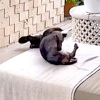 ダックスフンド,動画