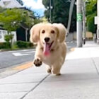 ダックスフンド,動画