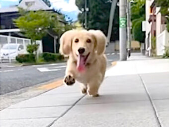 ダックスフンド,動画