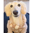 ダックスフンド,動画