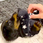 ダックスフンド,動画