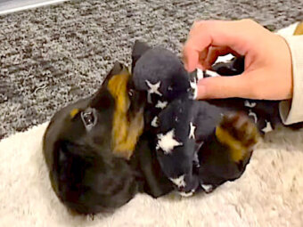 ダックスフンド,動画