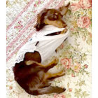 ダックスフンド,動画