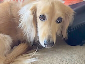 ダックスフンド,動画