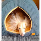 ダックスフンド,動画