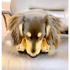 ダックスフンド,動画