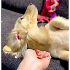 ダックスフンド,動画