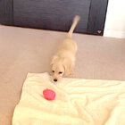 ダックスフンド,動画