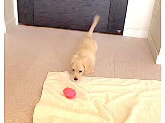 ダックスフンド,動画