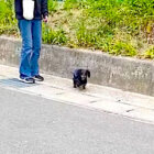 ダックスフンド,動画