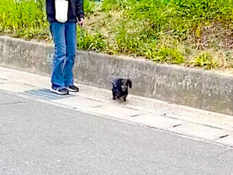 ダックスフンド,動画