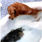 ダックスフンド,動画