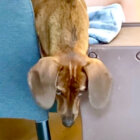 ダックスフンド,動画