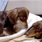 ダックスフンド,動画