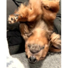 ダックスフンド,動画