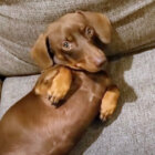 ダックスフンド,動画