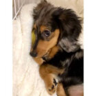 ダックスフンド,動画