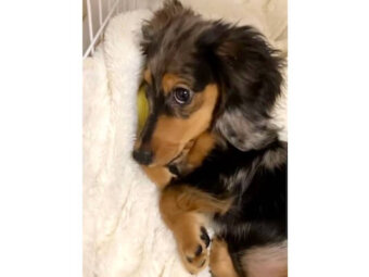 ダックスフンド,動画