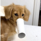 ダックスフンド,動画