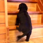 ダックスフンド,動画