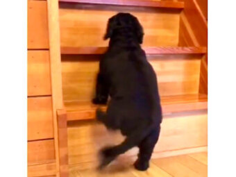 ダックスフンド,動画