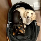 ダックスフンド,動画