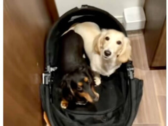 ダックスフンド,動画