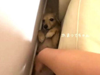 ダックスフンド,動画