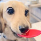 ダックスフンド,動画