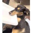 ダックスフンド,動画