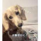 ダックスフンド,動画