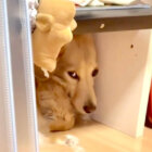 ダックスフンド,動画