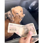 ダックスフンド,動画