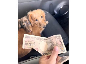 ダックスフンド,動画