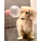 ダックスフンド,動画