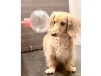 ダックスフンド,動画