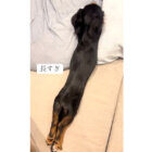 ダックスフンド,動画