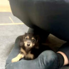 ダックスフンド,動画