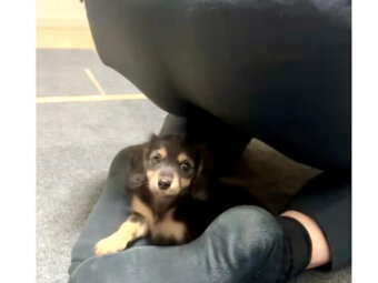 ダックスフンド,動画