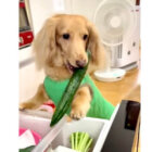 ダックスフンド,動画